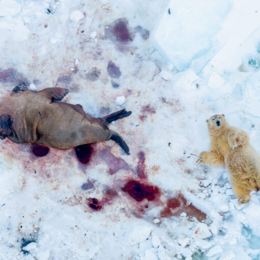 Glanzlichter der Naturfotografie 2026 | Foto: Pål Hermannsen, Norway: Mahlzeit, All Over Winner 2025