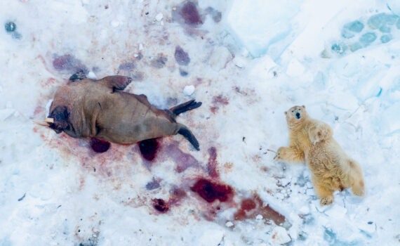 Glanzlichter der Naturfotografie 2026 | Foto: Pål Hermannsen, Norway: Mahlzeit, All Over Winner 2025