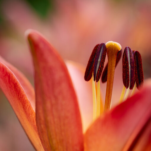 fotoforum Award PFLANZEN 2026 | Foto: Andreas Klesse