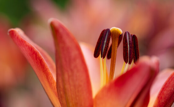 fotoforum Award PFLANZEN 2026 | Foto: Andreas Klesse