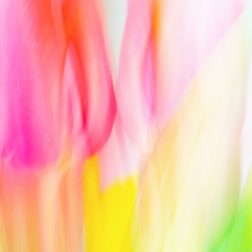 Doris Holly: Malen mit Licht - Tulpenaquarell, Annahme beim fotoforum Award PFLANZEN 2022, Kategorie Die Natur als Künstlerin