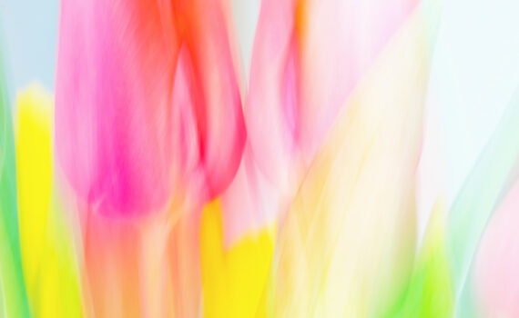 Doris Holly: Malen mit Licht - Tulpenaquarell, Annahme beim fotoforum Award PFLANZEN 2022, Kategorie Die Natur als Künstlerin