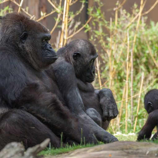 Dr. Hans-Peter Schaub: Gorillas im Allwetterzoo Münster