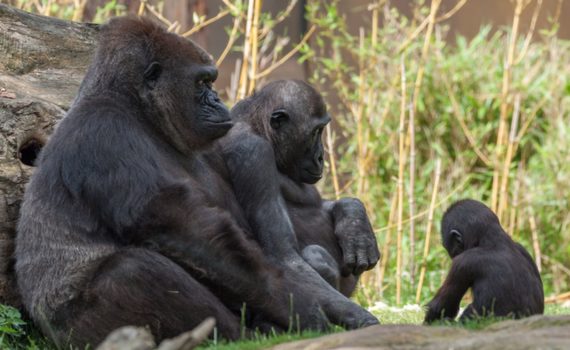 Dr. Hans-Peter Schaub: Gorillas im Allwetterzoo Münster
