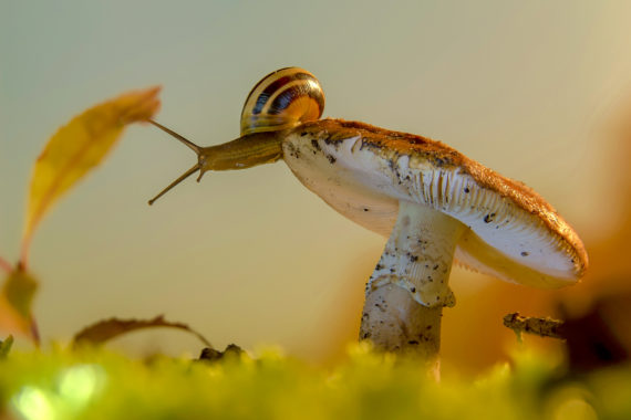 René Teutsch Jahressieger im Fotowettbewerb „Augenblick Natur!“ 2018.
